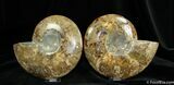 Very Large / Inch Cut And Polished Ammonite #759-2